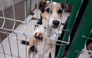 rüde alter nunbekannt seit 1jahr im Tiereim