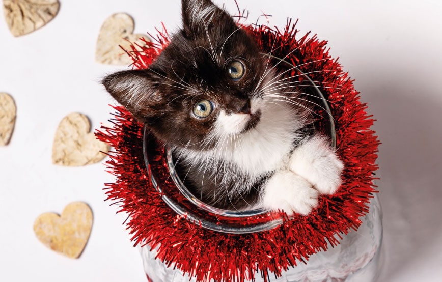 tierische-weihnacht-thueringen-ohne Tierische Weihnacht in der Katzenstation Thüringen