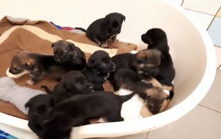 10 welpen im Körbchen