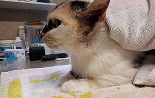 katze-ines-ohrenentzuendung-behandlung Katze Ines hat eine schlimme Ohrenentzündung