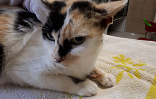 katze-ines-ohrenentzuendung-schaut Katze Ines hat eine schlimme Ohrenentzündung