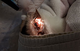 katze-ines-ohrenentzuendung-wucherungen Katze Ines hat eine schlimme Ohrenentzündung