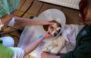 opi-bilbo-augenoperation-arzt Hundeopi Bilbos musste ein Auge entfernt werden