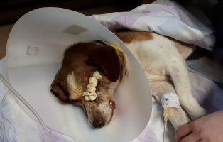 opi-bilbo-augenoperation-ruht Hundeopi Bilbos musste ein Auge entfernt werden