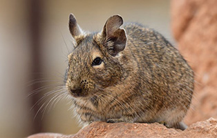 Degu-Gehege-BEITRAG-314x200px-2 Wenn die Katze markiert