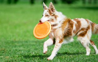 Hundespiele-draussen-BEITRAG-314x200px Zahnpflege beim Hund