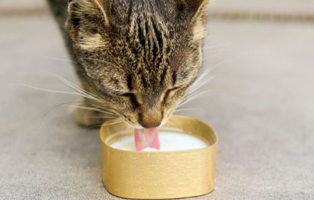 Katzen-Milch-BEITRAG-314x200px Futterumstellung bei Katzen und Kitten