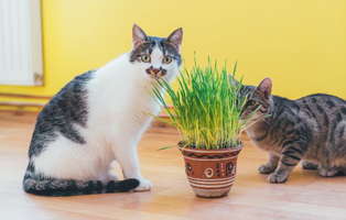 Kräuter-Katze-BEITRAG-314x200px Der ideale Futterplatz für Katzen