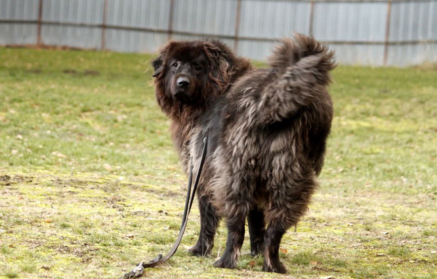 Simba genießt den Auslauf