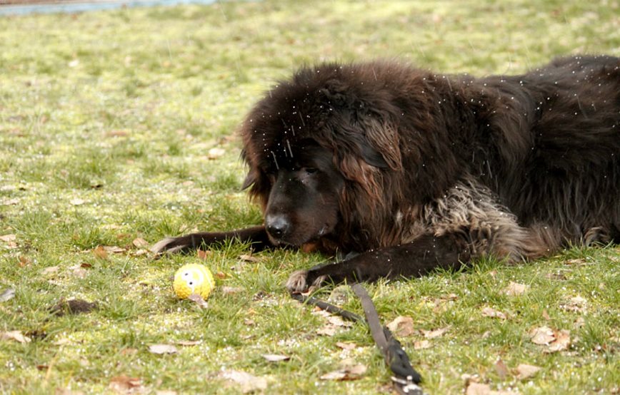 Simba möchte beschäftigt werden