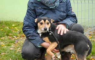 gluecklich-vermittelt-hannes Zuhause gefunden - Tierschutzliga Dorf