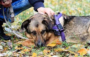 gluecklich-vermittelt-sunny Zuhause gefunden - Tierschutzliga Dorf