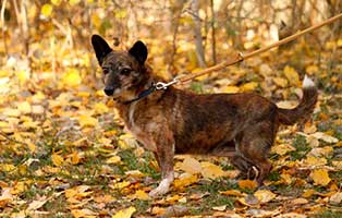 gluecklich-vermittelt-tiffy Zuhause gefunden - Tierschutzliga Dorf