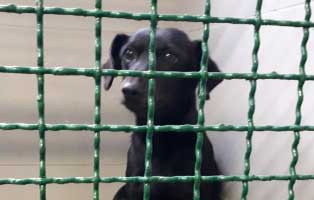 hündin1 polnisches tierheim