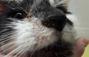 kater-leopold-geschwollen-nahaufahme Notfall Kater Leopold braucht dringend Nasenspiegelung