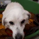 polenhund-ruede1-150x150 Wir suchen Aufnahmepaten für 7 Hunde aus polnischem Tierheim
