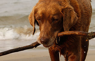 ratgeber-hunde-strandurlaub Winterurlaub mit Hund - auf zum Hundestrand!