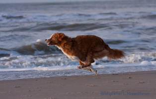 ratgeber-hunde-winter-strand Hunderatgeber