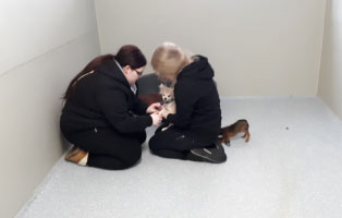 schnuppertag-ausbildung-behandlung Azubi Schnuppertag im Tierheim Wollaberg - Ausbildung zum Tierpfleger