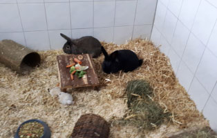 schnuppertag-ausbildung-kaninchen Azubi Schnuppertag im Tierheim Wollaberg - Ausbildung zum Tierpfleger