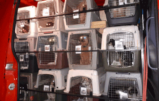 26 polenhunde ueberfuehrung van