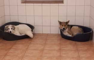 6-hunde-smeura-unterheinsdorf-keorbchen Weihnachtspate werden und unseren Tierheimen helfen