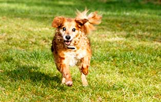 gluecklich-vermittelt-toffee Glücklich vermittelt - Tiere haben ein Zuhause