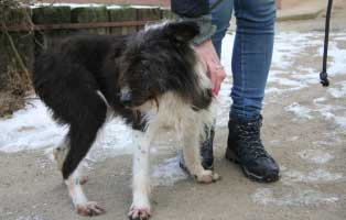 hündin polen 11 Jahre