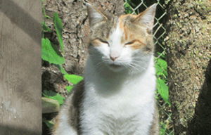 Sally-genießt-die-Sonne-300x192 Sally (OK004/18)
