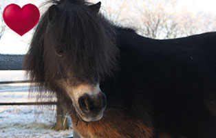 pony-madame-tier-des-monats-maerz-herz-neu Herzensangelegenheit des Monats Dezember 2019 - Trojka