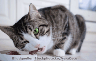 ratgeber-katzen-barfen Katzen barfen