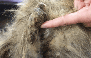 uebereignung-katze-fellknubbel Fünf verwahrloste Tiere aus Haushalt geholt