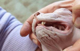 uebereignung-nacktkatze-gebiss Fünf verwahrloste Tiere aus Haushalt geholt