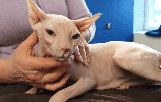 uebereignung-nacktkatze Fünf verwahrloste Tiere aus Haushalt geholt