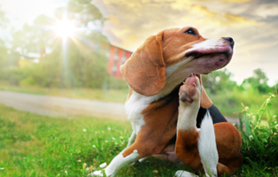 Allergie-beim-Hund-BEITRAG-314x200px Ein Tierheimhund zieht ein