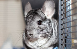 Chinchillas-eingewohnen-BEITRAG-314x200px Wenn die Katze markiert