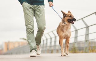 Hund-in-der-Stadt-2-BEITRAG-314x200px Ein Tierheimhund zieht ein