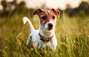 Jack-Russel-Terrier-BEITRAG-314x200px Ein Tierheimhund zieht ein