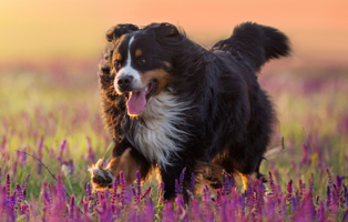 Kräuter-Hunde-Katzen-2-BEITRAG-314x200px Der ideale Futterplatz für Katzen