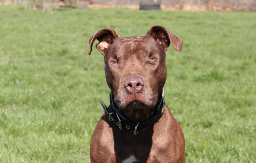 Hund Lilly lädt ins Tierheim Bückeburg ein Tierschutzliga Stiftung