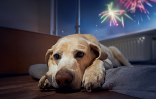 Silvester-Hund-Katze-BEITRAG-314x200px Ein Tierheimhund zieht ein