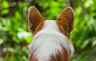 Sinne-des-Hundes-BEITRAG-314x200px Ein Tierheimhund zieht ein