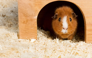 Streu-Meerschweinchen-Kaninchen-BEITRAG-314x200px Wenn die Katze markiert