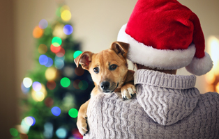 Weihnachten-ohne-Stress-Haustiere-BEITRAG-314x200px Wie halte ich Meerschweinchen artgerecht?