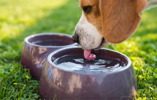 Wie-trinken-Hunde-BEITRAG-314x200px Ein Tierheimhund zieht ein