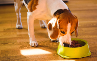 Zusammensetzung-Hundefutter-BEITRAG-314x200px Ein Tierheimhund zieht ein