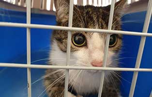 beschlagnahmung-46-katzen-wollaberg-katze-16-5-jahr 39 Katzen aus Animal Hording Haushalt beschlagnahmt