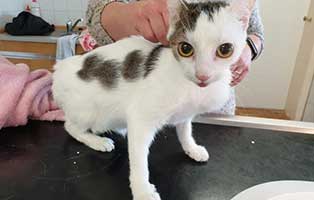 beschlagnahmung-46-katzen-wollaberg-katze-41-7-jahre 39 Katzen aus Animal Hording Haushalt beschlagnahmt