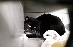 fundkatze groß döbbern angst