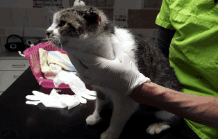 fundkatze-ohr-abgerissen-behandlung Katze mit abgerissenem Ohr braucht Ihre Hilfe